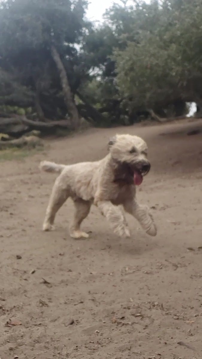 Brotherhood & Alemany Dog Play Area, photo 2