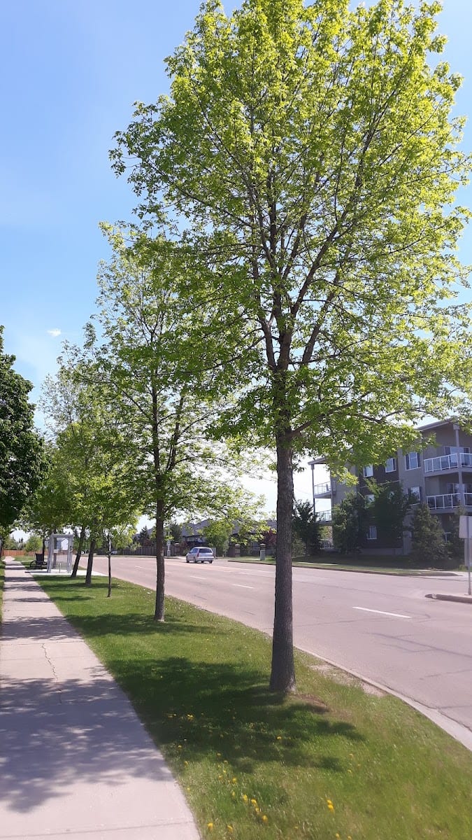 Estate Drive Park, photo 3