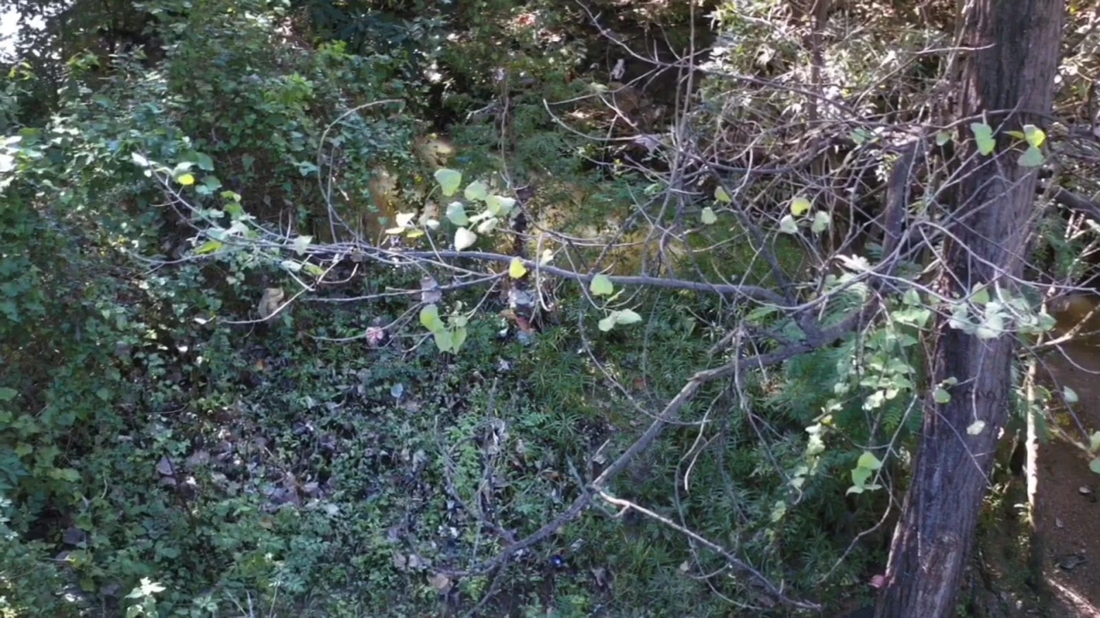 Japhet Creek Park, photo 2