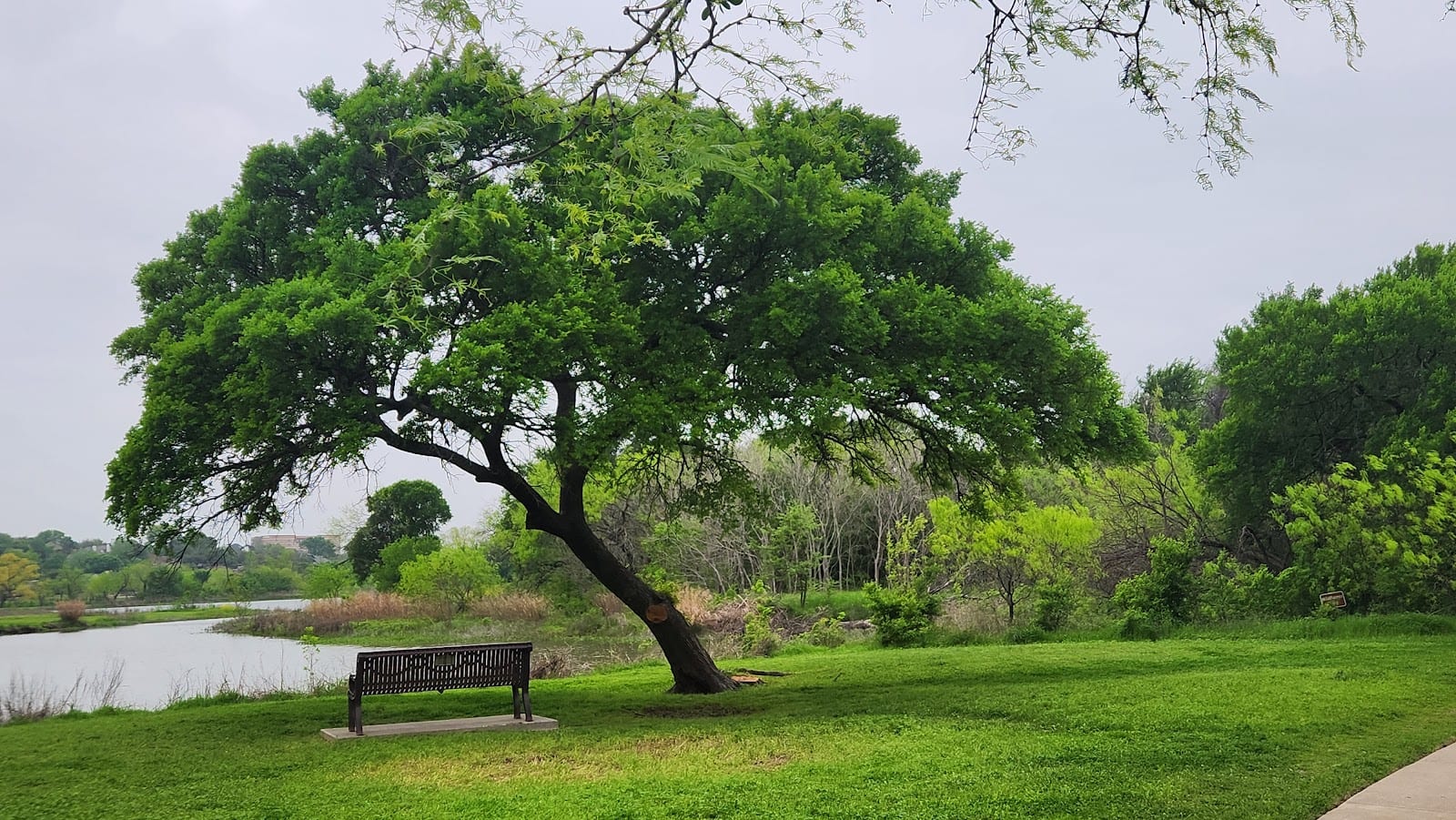 Nob Hill Greenbelt, photo 3