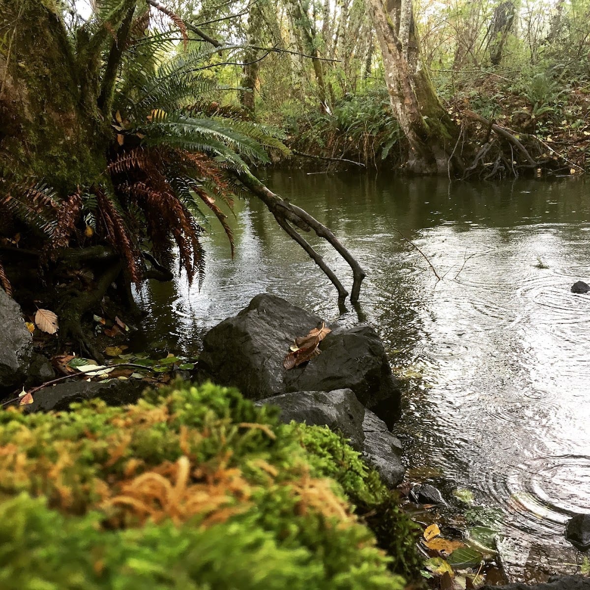 Black Lake Meadows Reserve