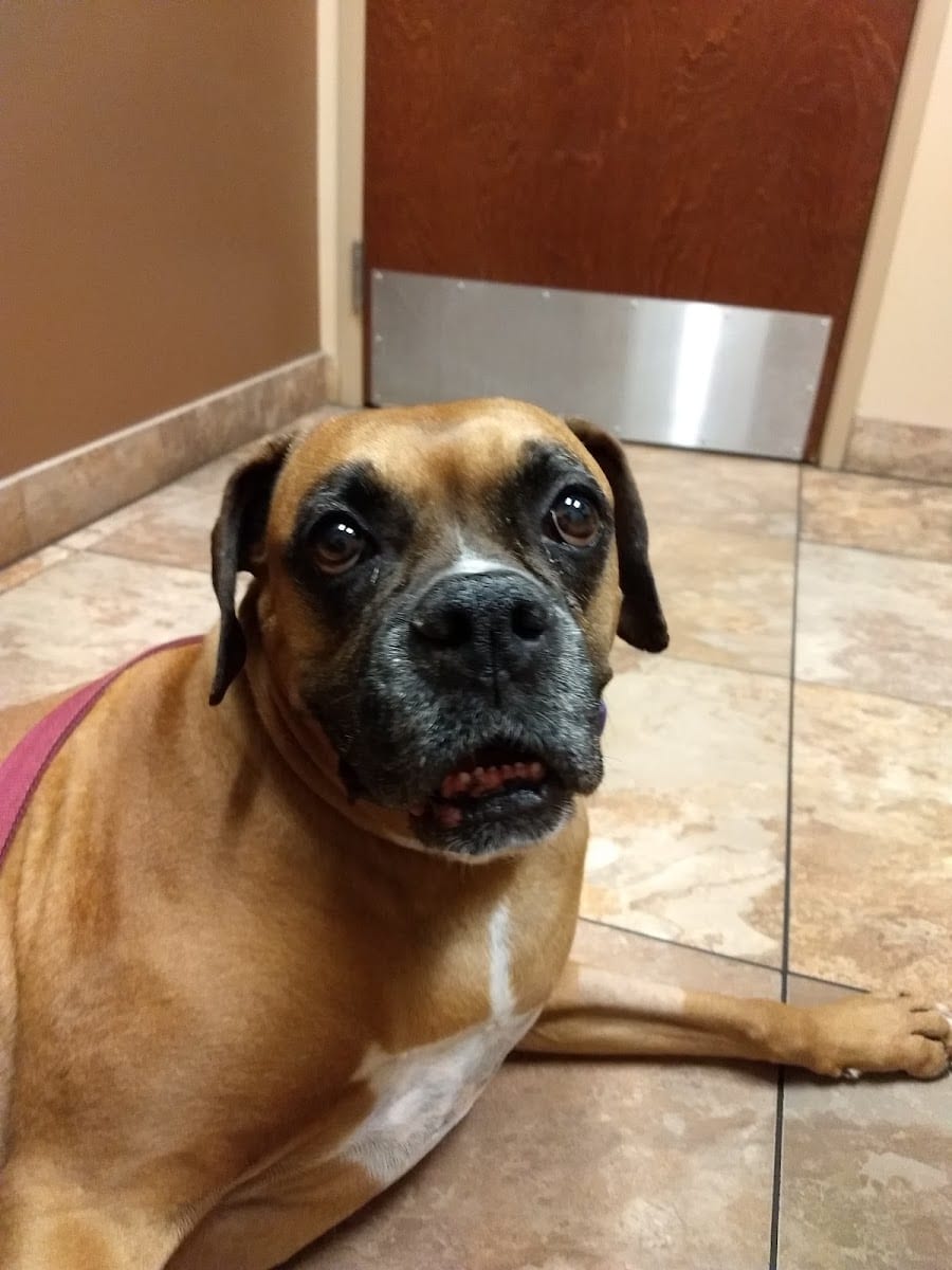 Dermatology for Animals - Scottsdale, photo 2