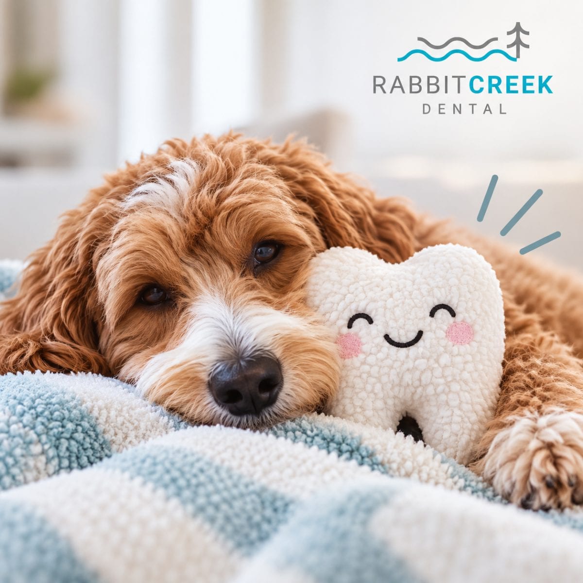 Rabbit Creek Dental, photo 3