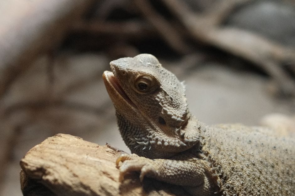Bearded Dragon Lifespan: How Long Do They Live?