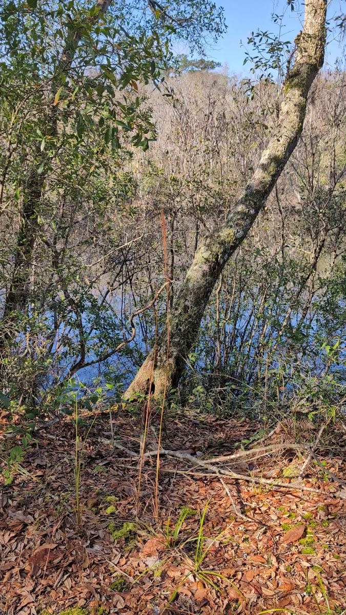 Black Creek Ravines Conservation Area, photo 3