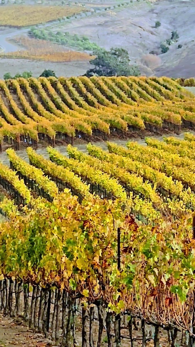 Sunrise Ranch Winery, photo 3