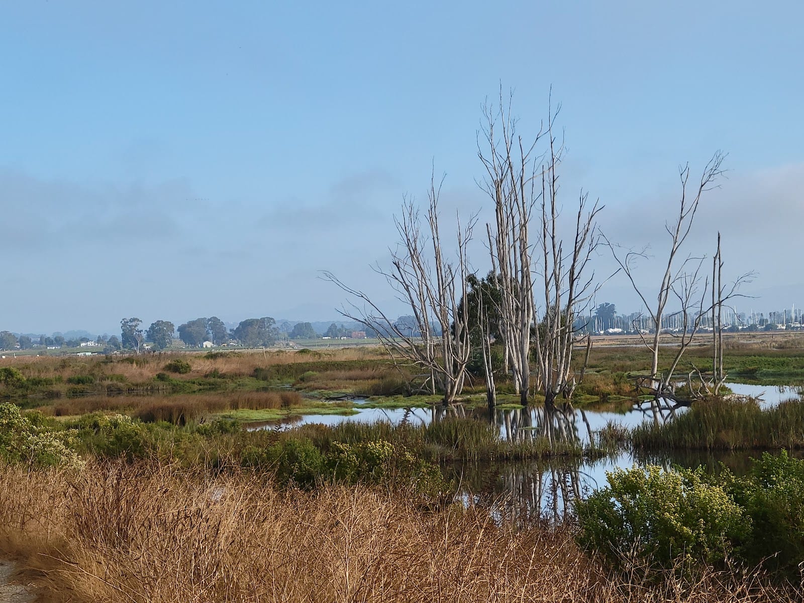 Napa-Sonoma Marshes Wildlife Area-HCU Pond 8 Trailhead, photo 3