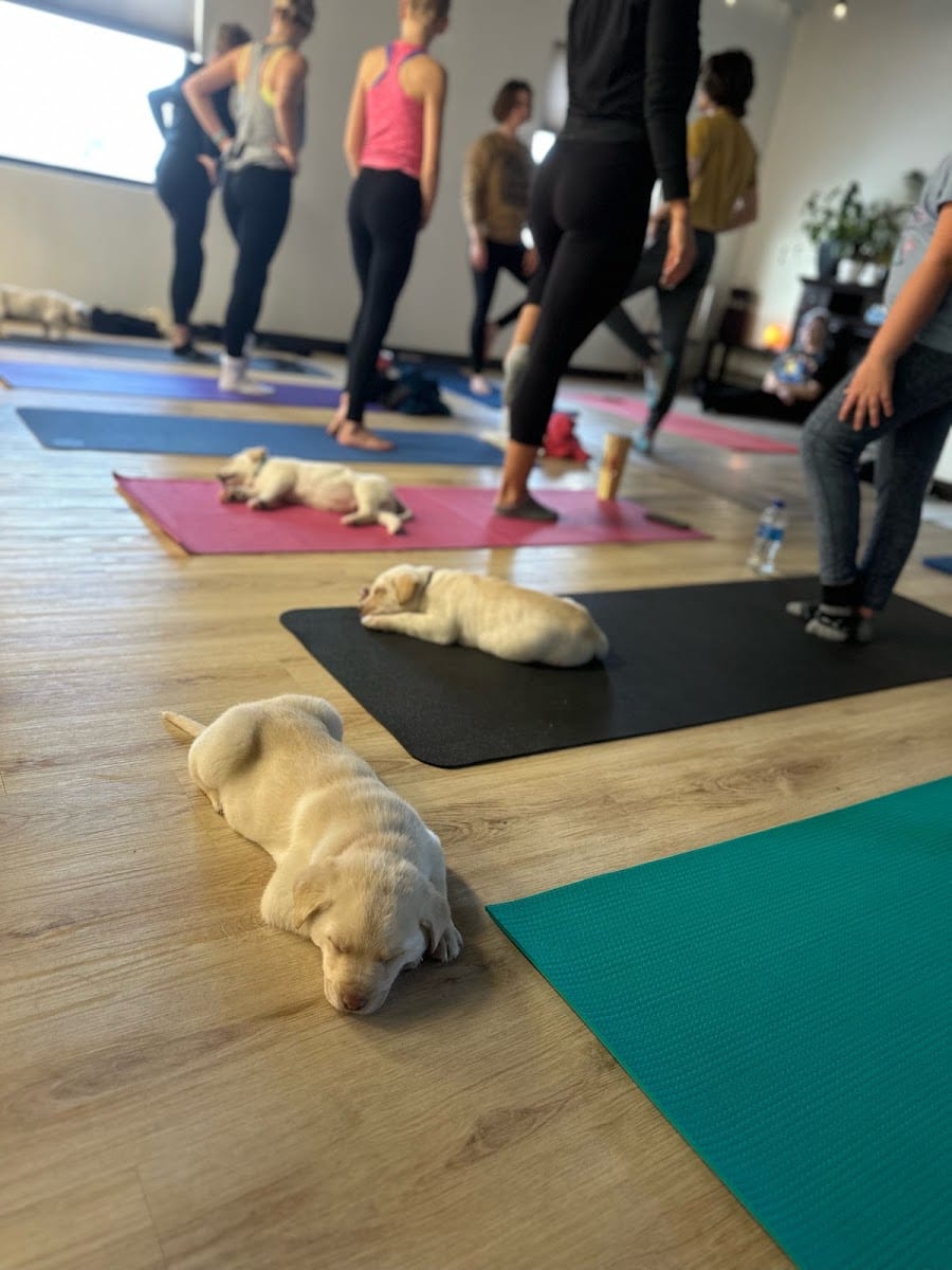 Park Yoga & Wellness, photo 4