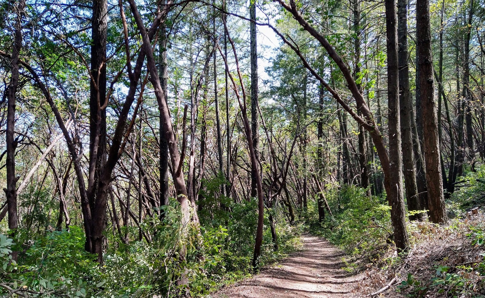 Pacific Union College Forest trailhead