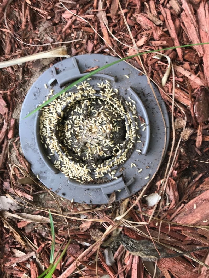 Friendly Pest Solutions, photo 2