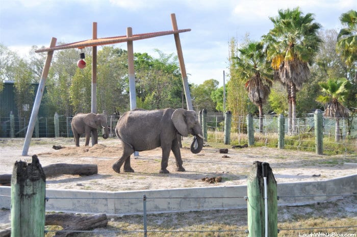 ZooTampa at Lowry Park, photo 2