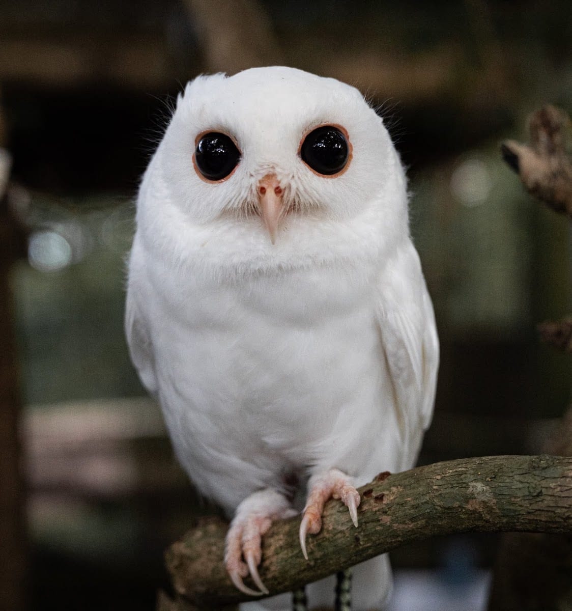 Peace River Wildlife Center-Education Center