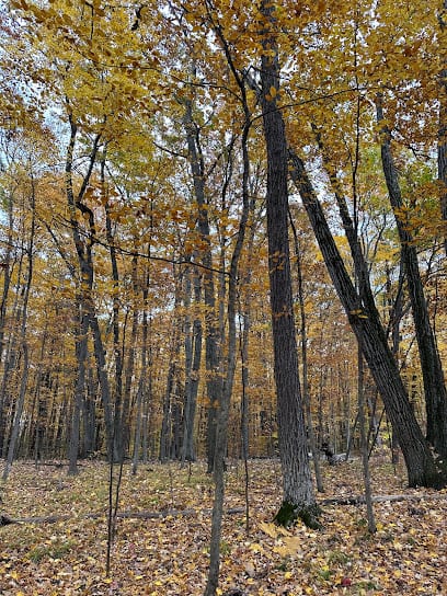 Skidmore North Woods
