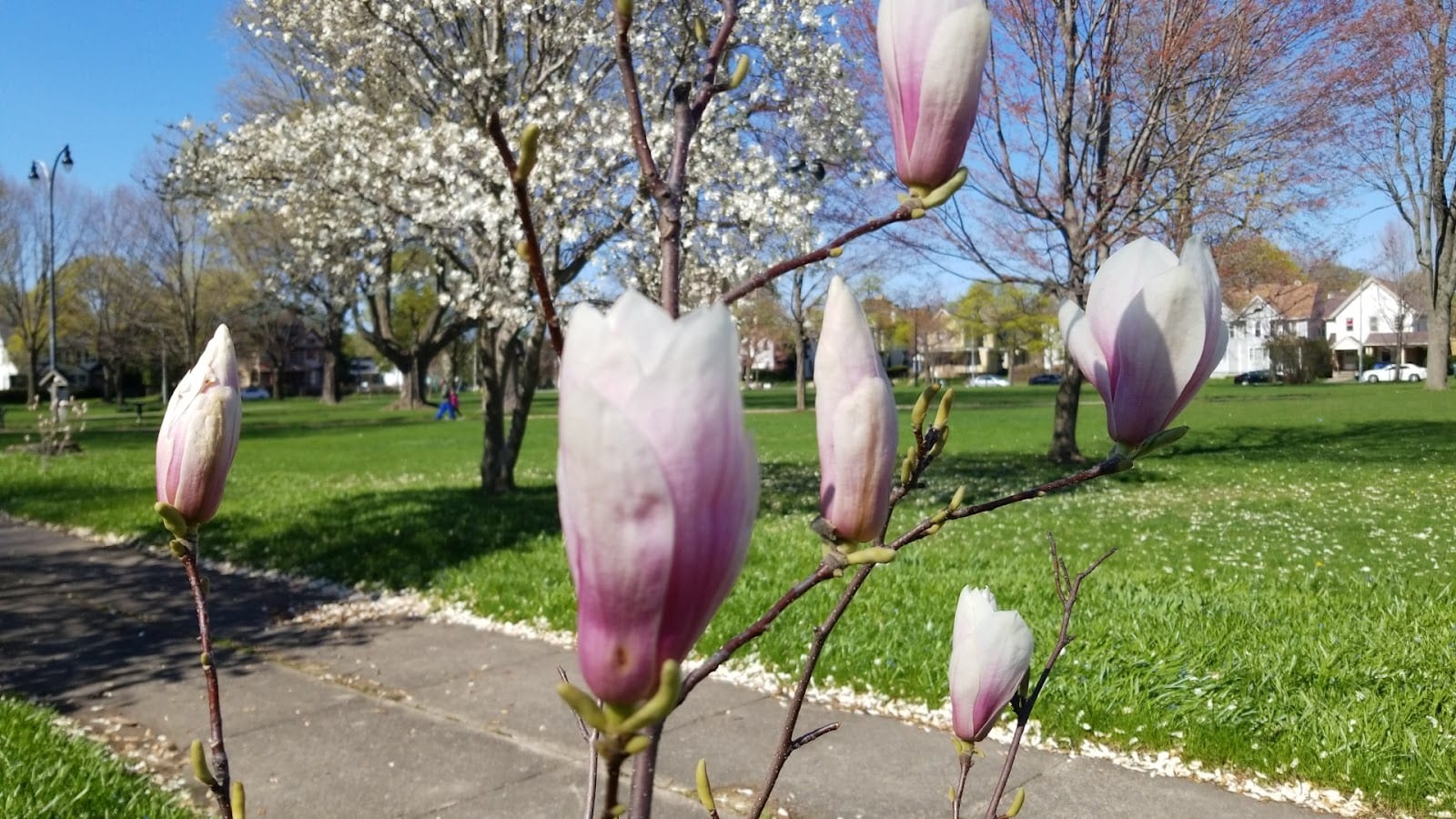 Jones Square Park., photo 3