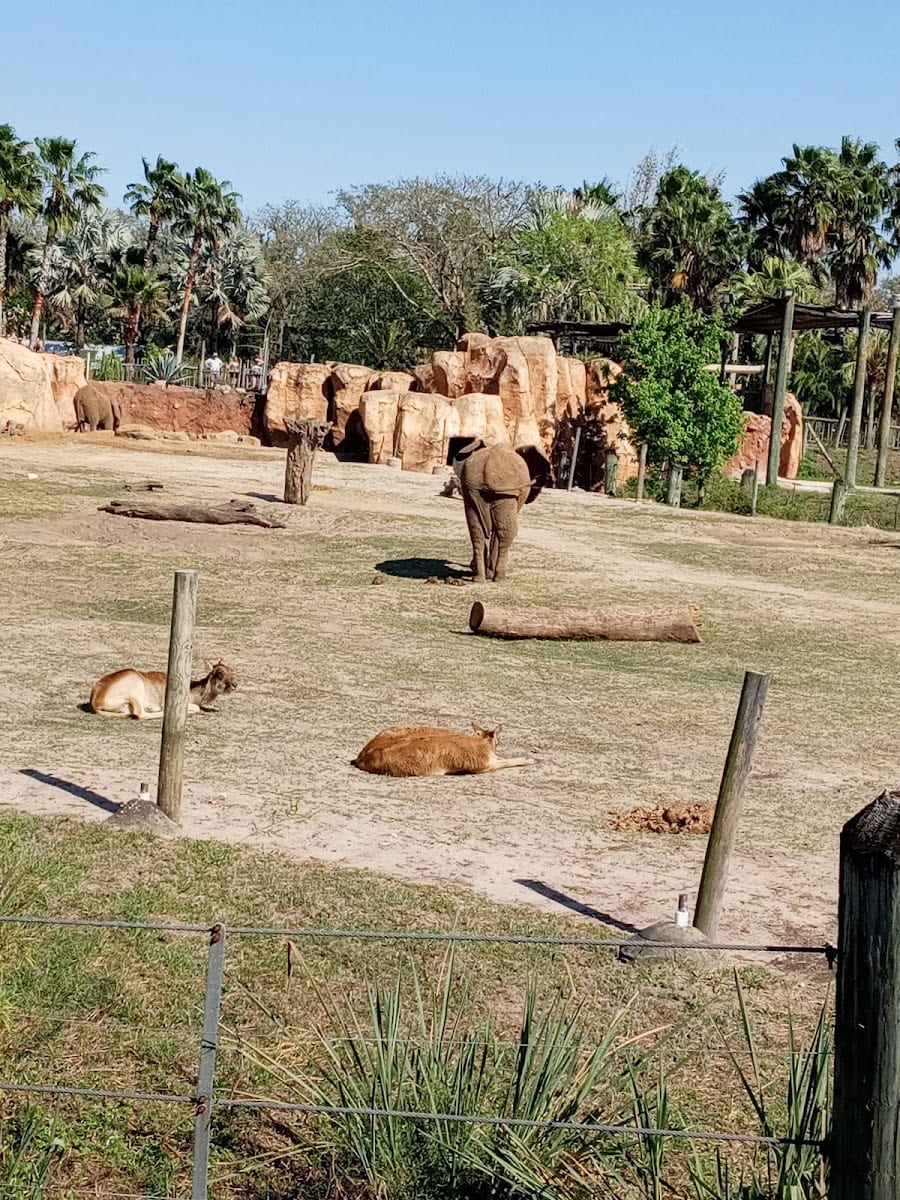 ZooTampa at Lowry Park, photo 4