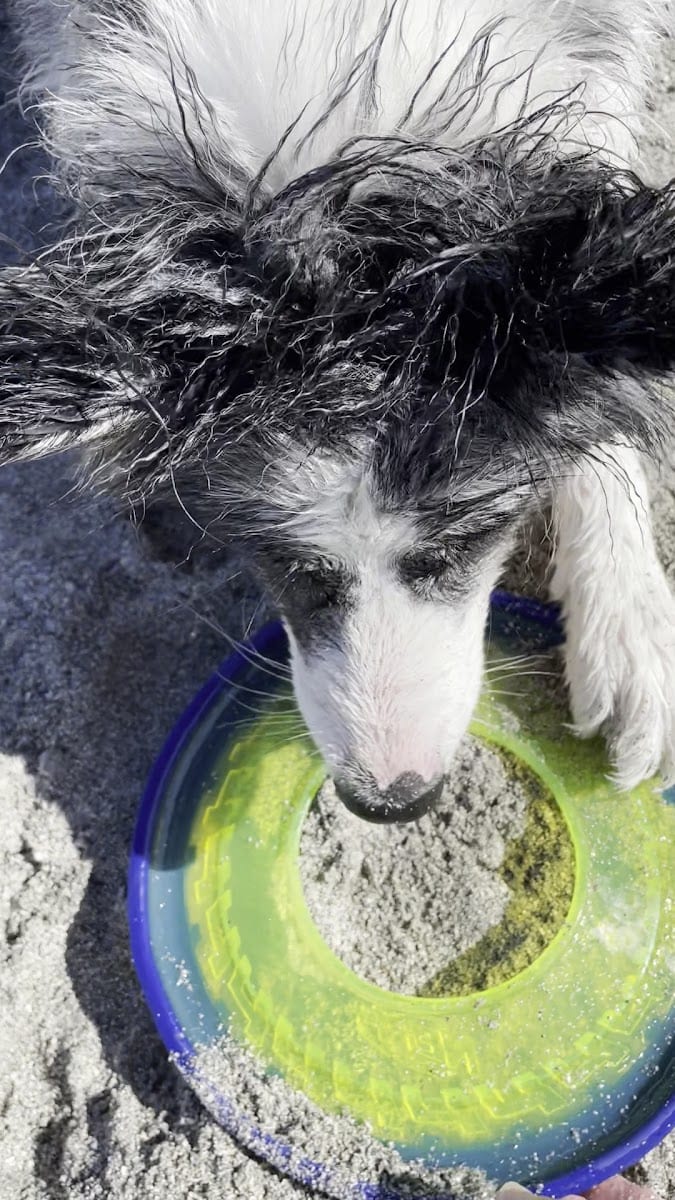 Venice dog beach, photo 2