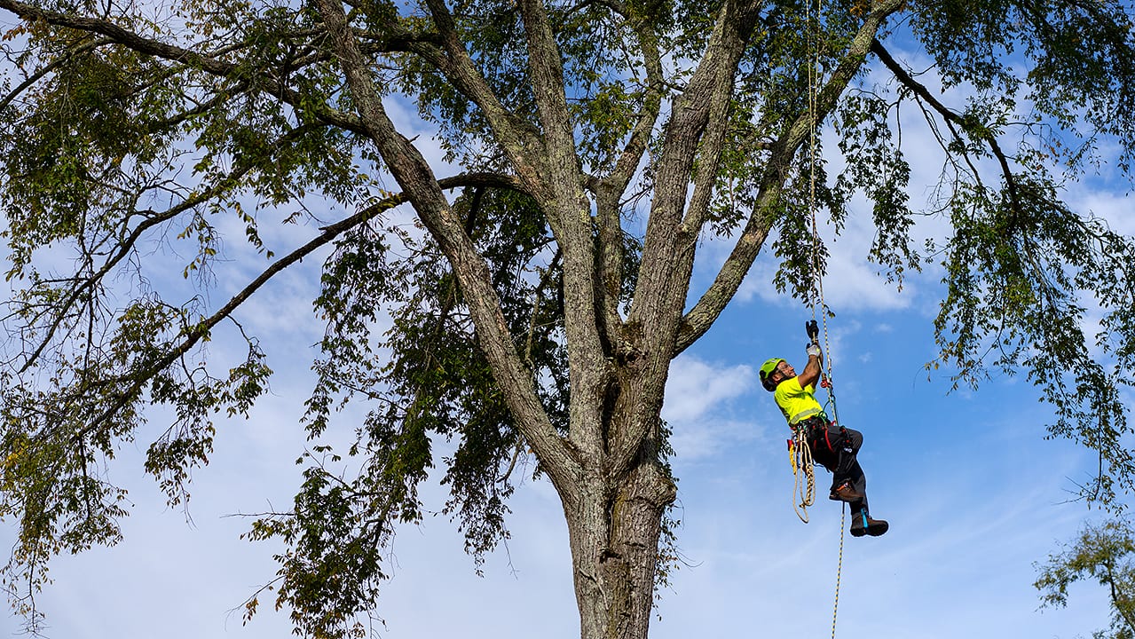 Bartlett Tree Experts, photo 3