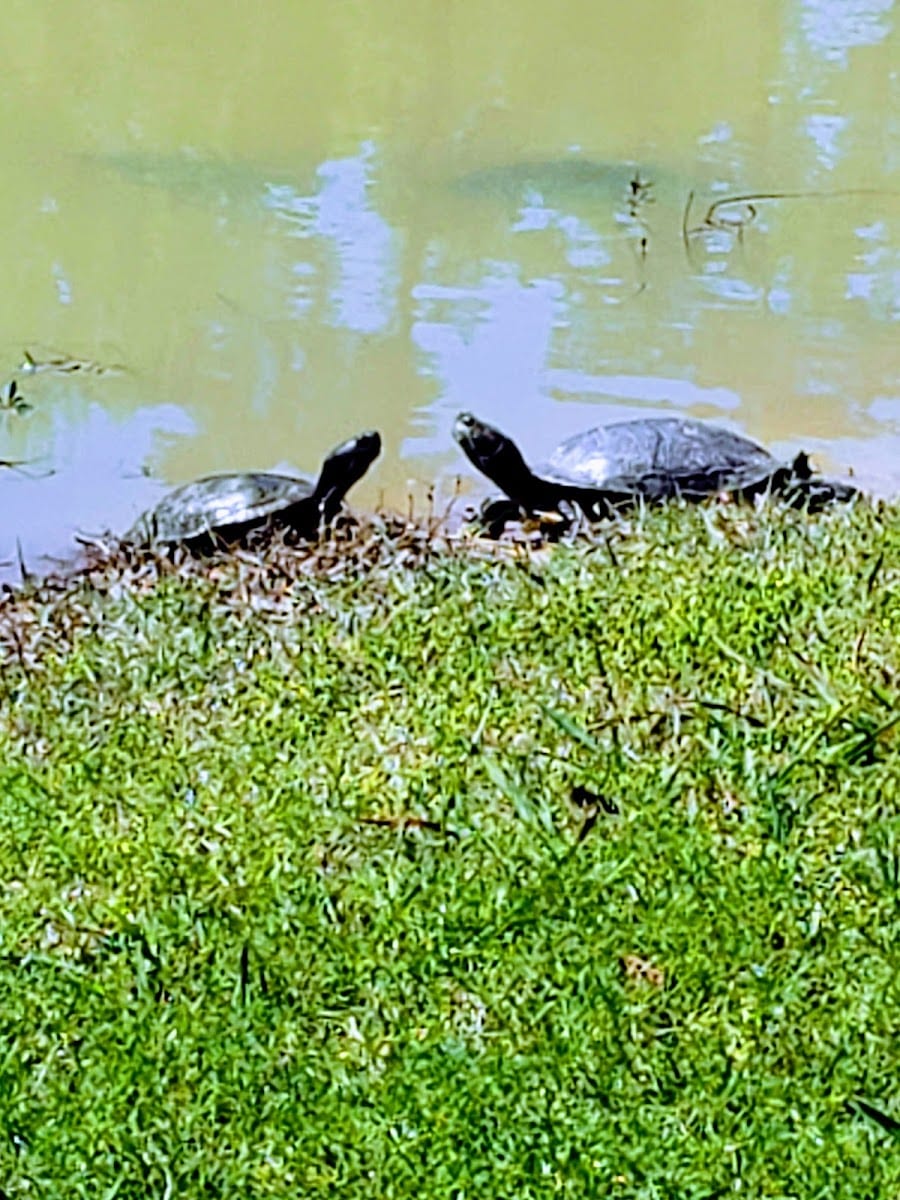 Beaumont Country Club