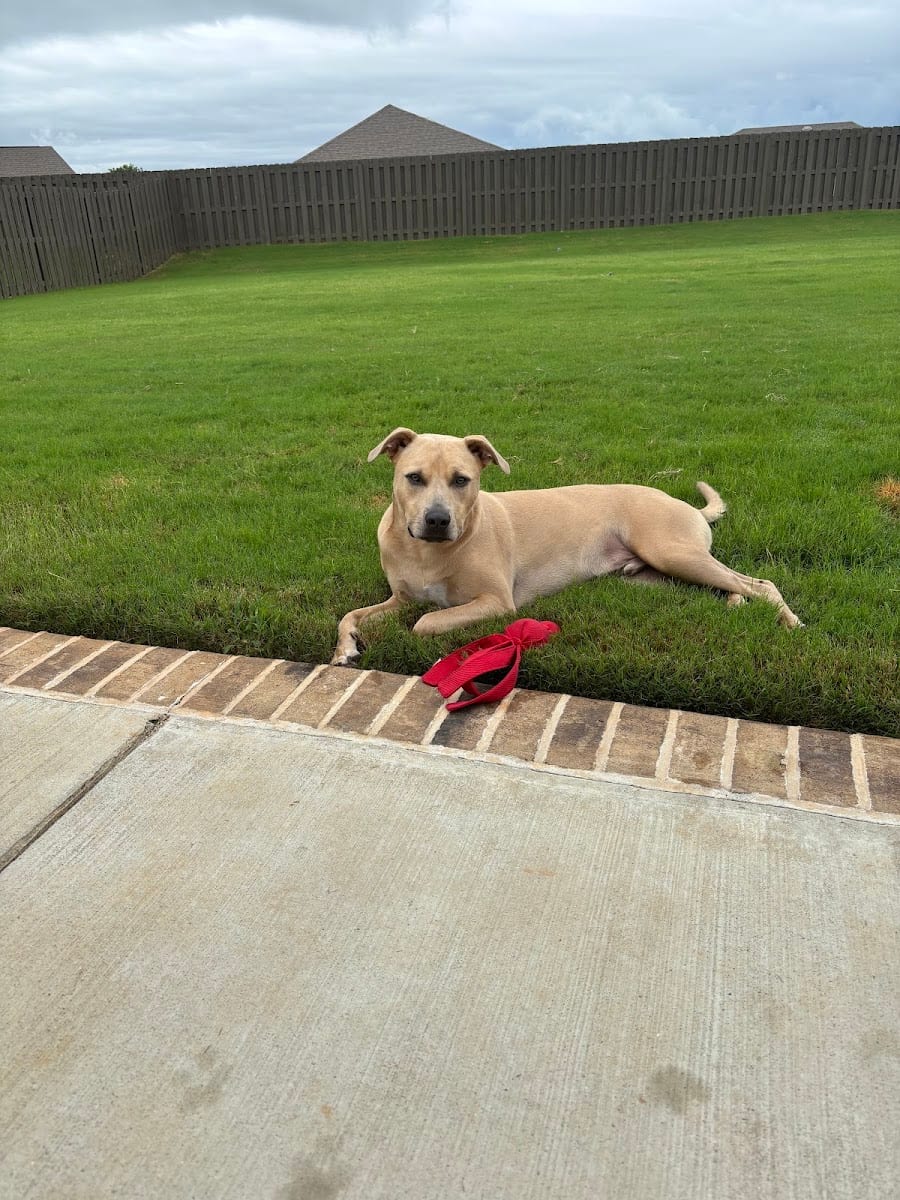 The Ark Pet Spa & Hotel - Madison, photo 4