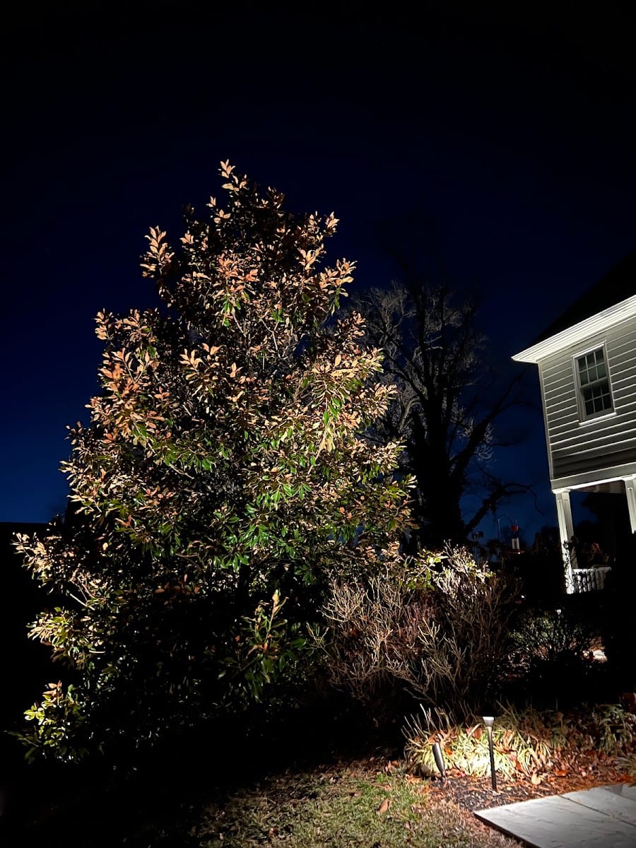 Sycamore Design, photo 4