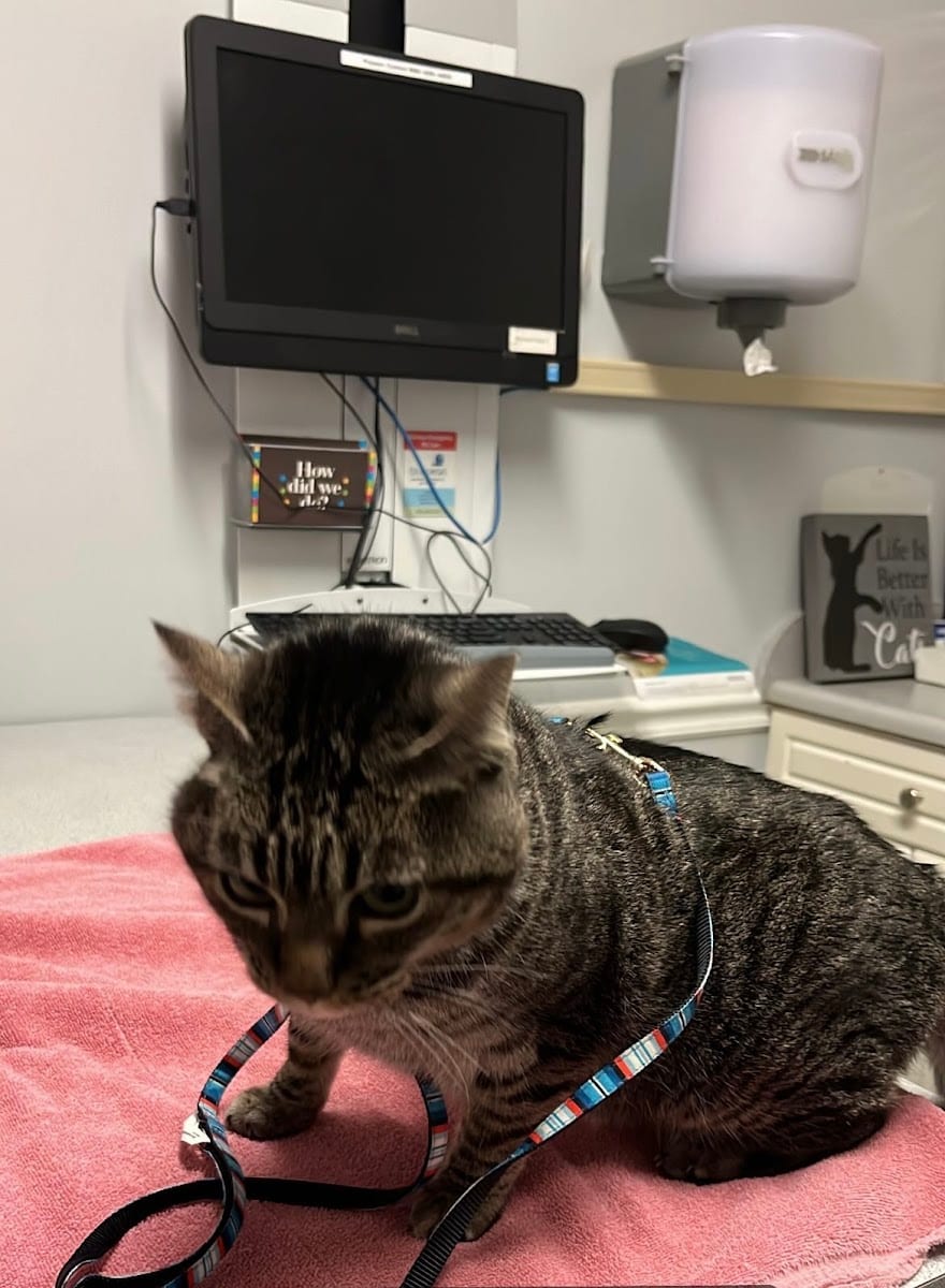 Madison Animal Care Hospital, photo 4