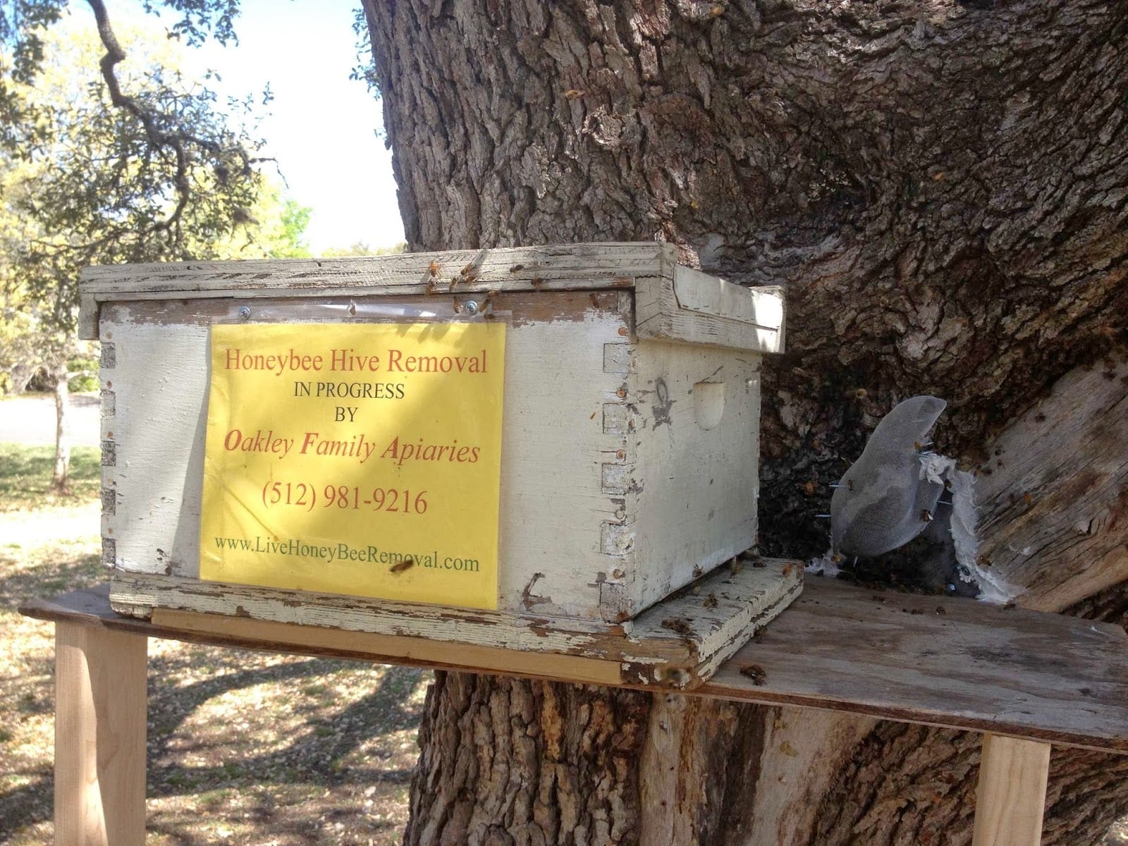 Oakley Honey Bee Removal, photo 4