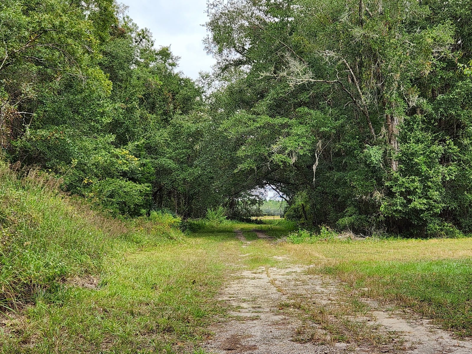 Camp Blanding Wildlife Management Area, photo 3