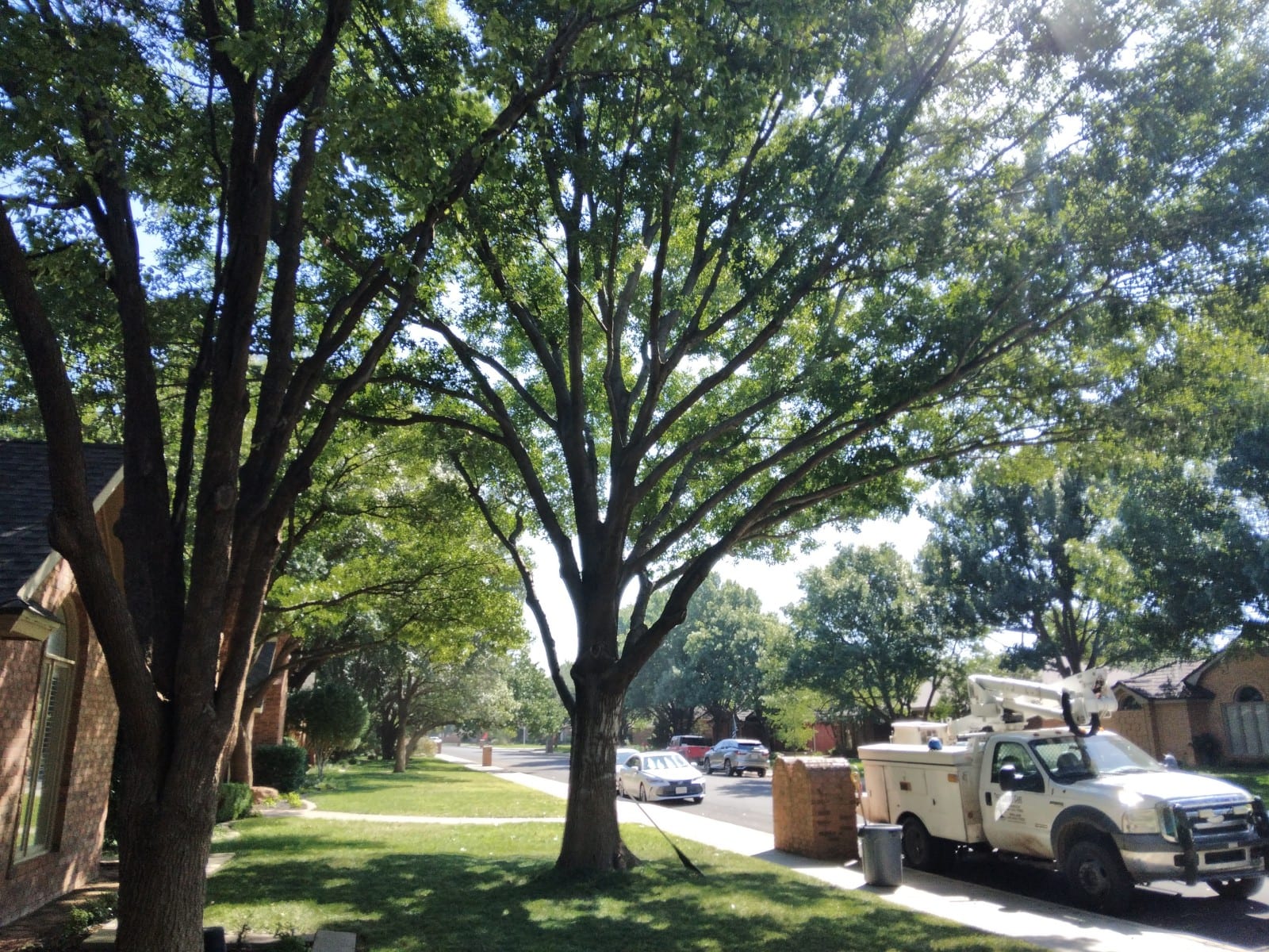 Tree Loving Care, photo 2