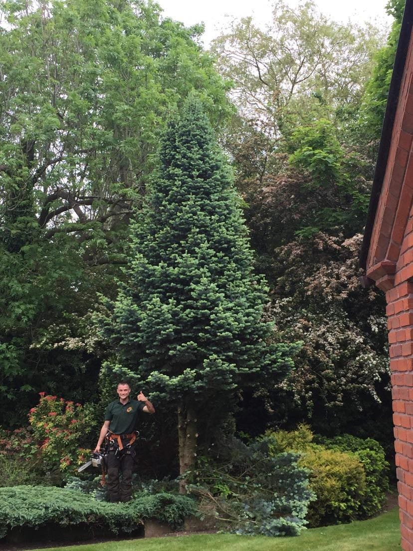 Wiles Tree and Garden Care