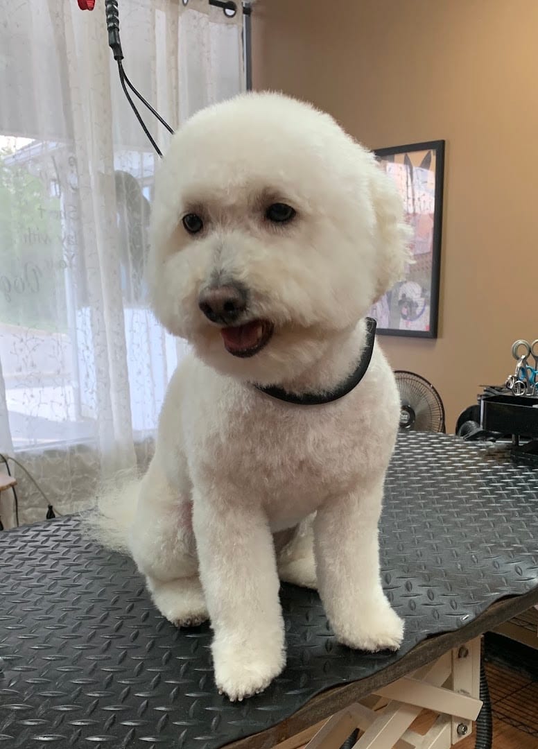 K-9 Design Grooming Salon, photo 3