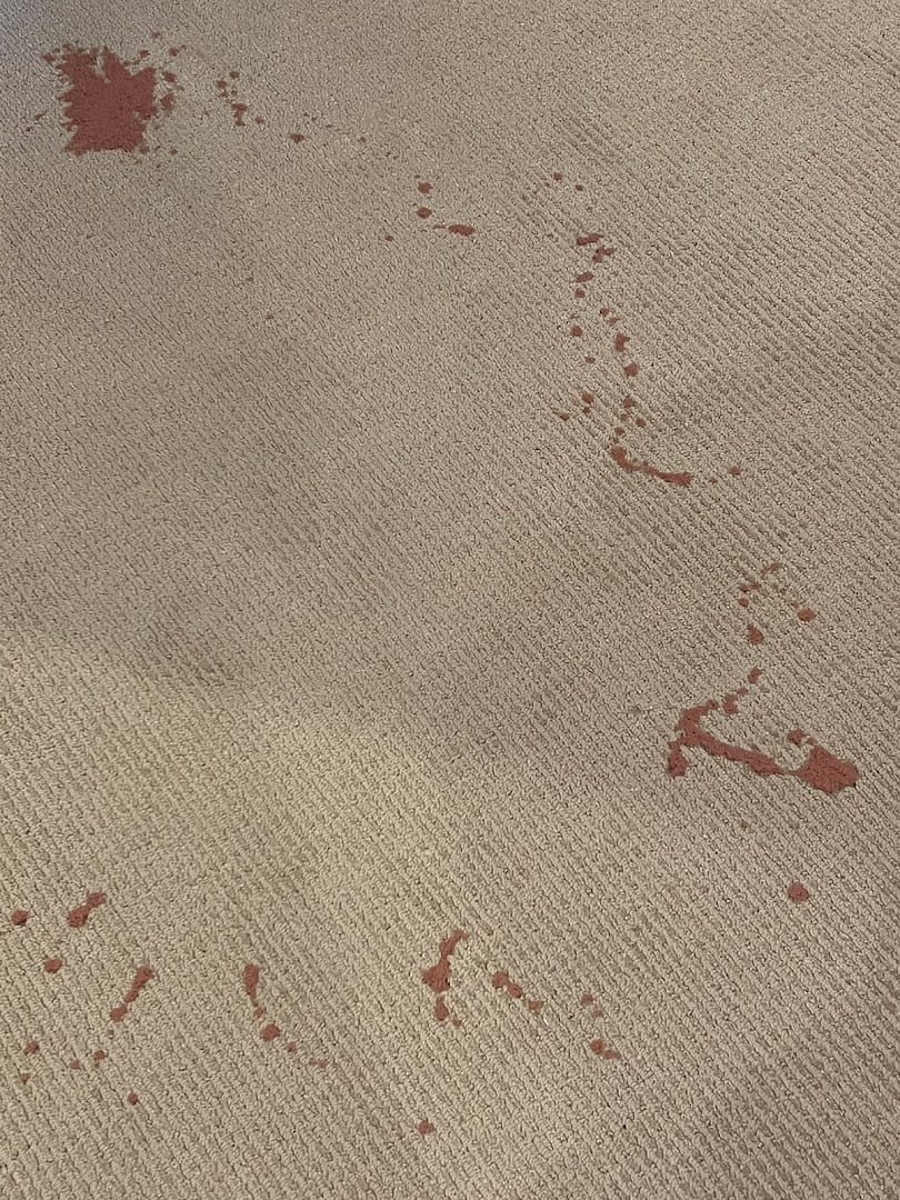 Oxi Fresh Carpet Cleaning, photo 4