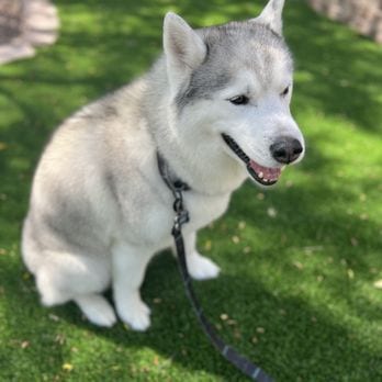 Woof Gang Bakery & Grooming Skye Canyon