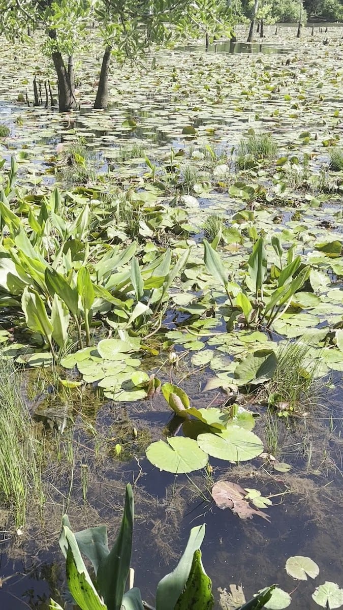 Glenn Sebastian Nature Trail, photo 2