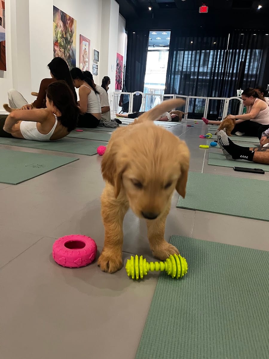 Puppy Yoga San Francisco - Pier 39 (Puppies Yoga)