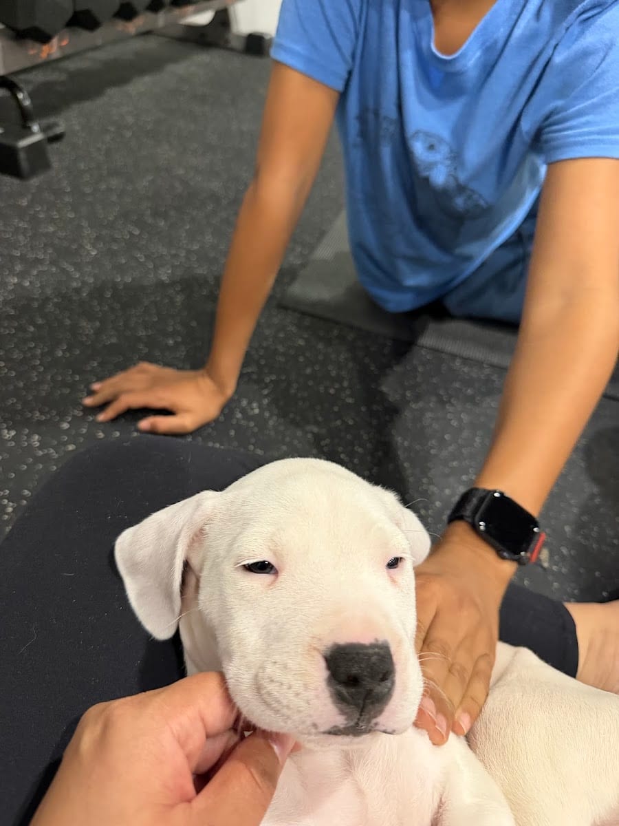 Puppy Yoga San Francisco - Financial District (Puppy Yoga USA), photo 4