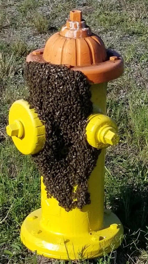 Ranson Pest Control, photo 2