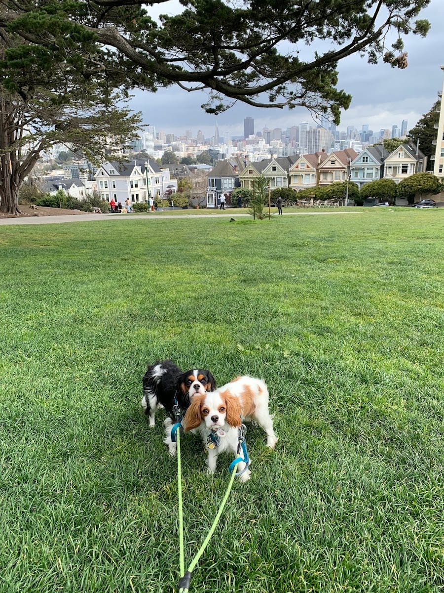 Alamo Square Dog Play Area