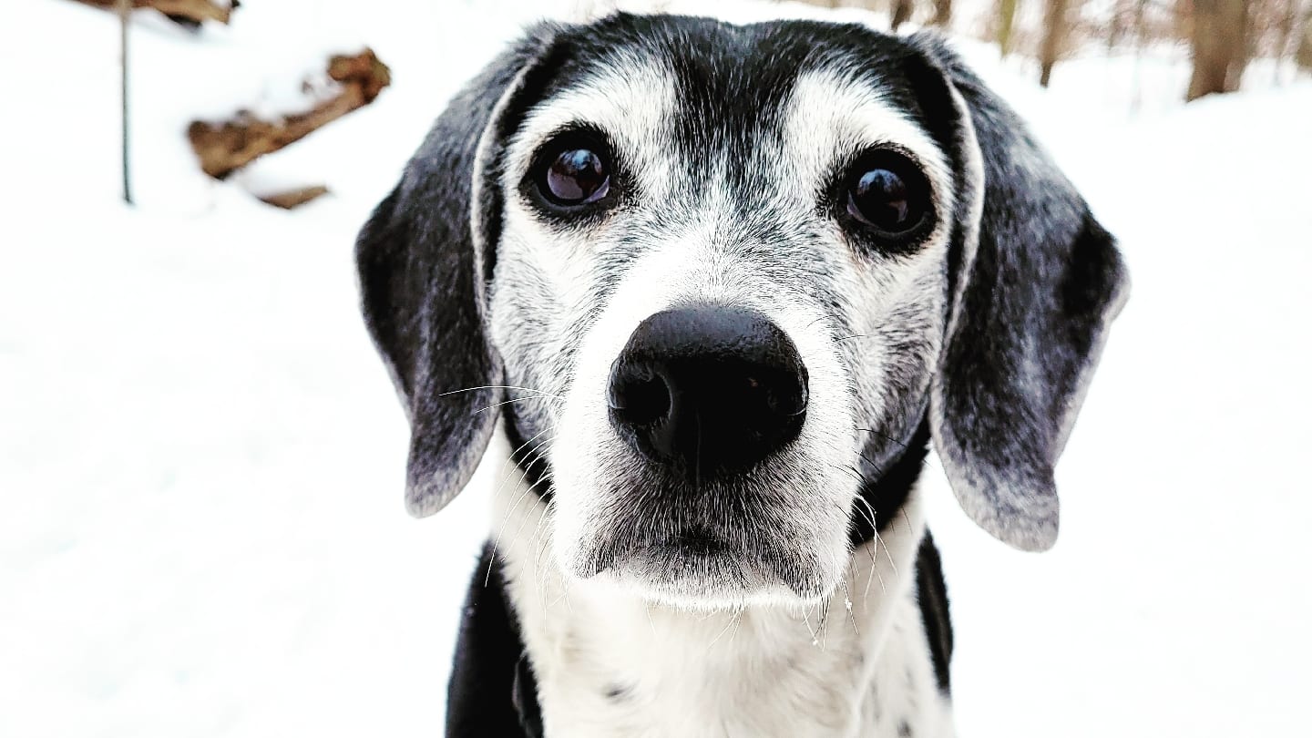 City Town Canine, photo 2