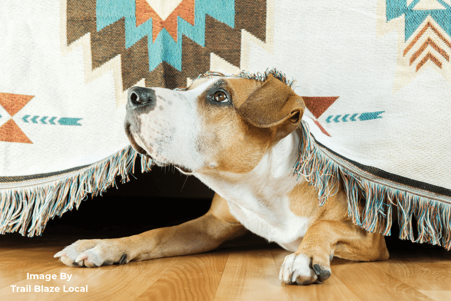 Your Dog Was Fine With Fireworks Last Year So Why Are They Terrified Now?