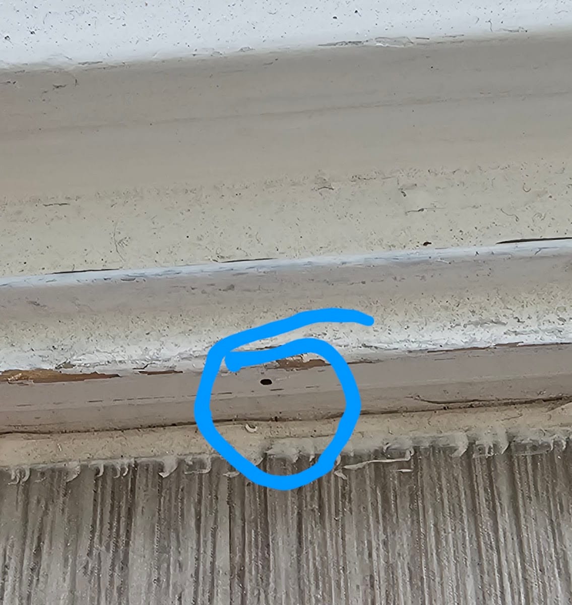 Security Termite & Pest Control