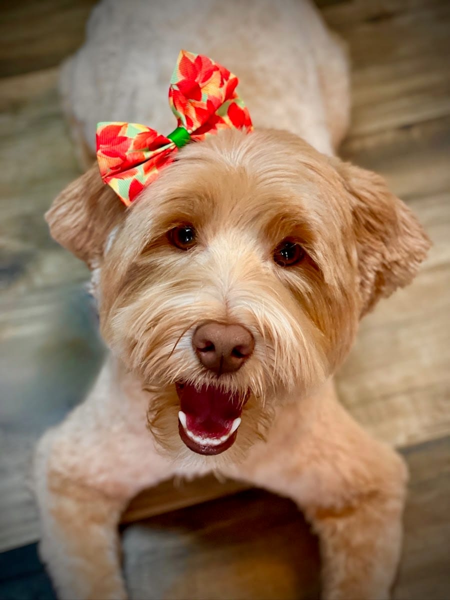 Blue Sky Pet Spa, photo 2