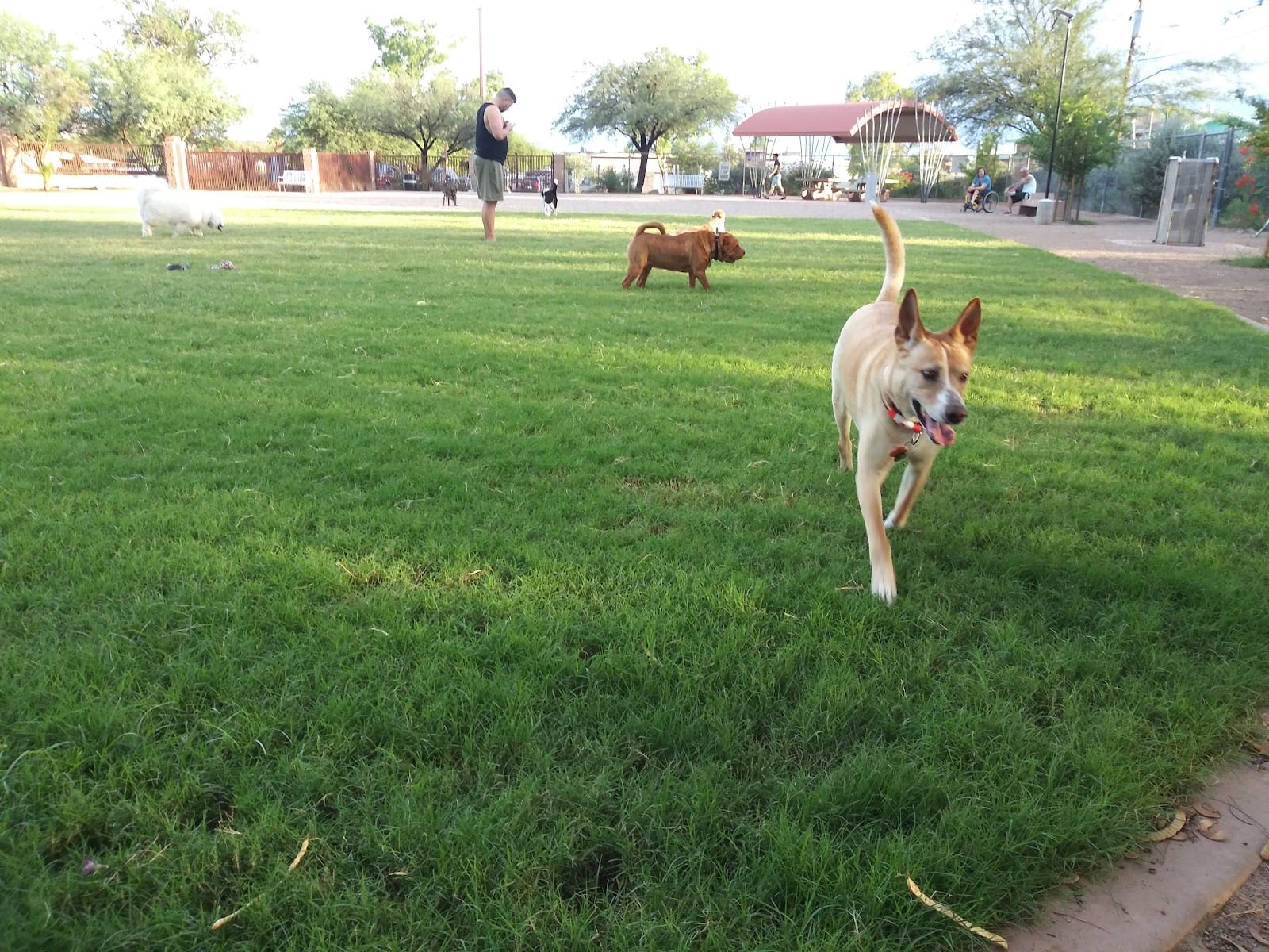 North Sixth Avenue Dog Park