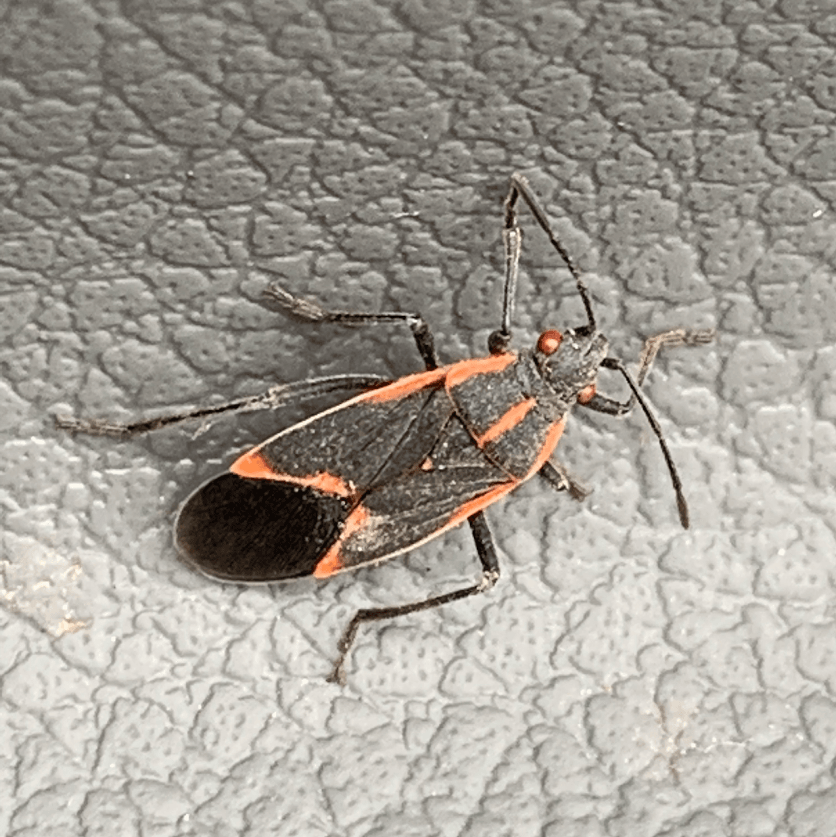 Mountain West Pest Control, photo 4