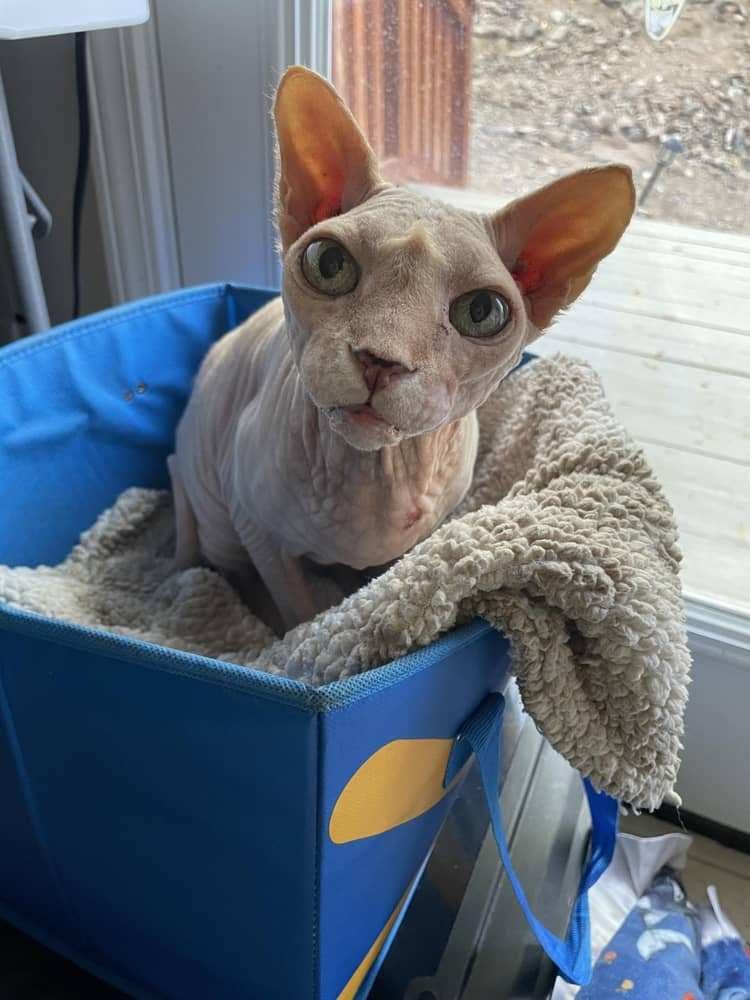 Dermatology for Animals - Scottsdale