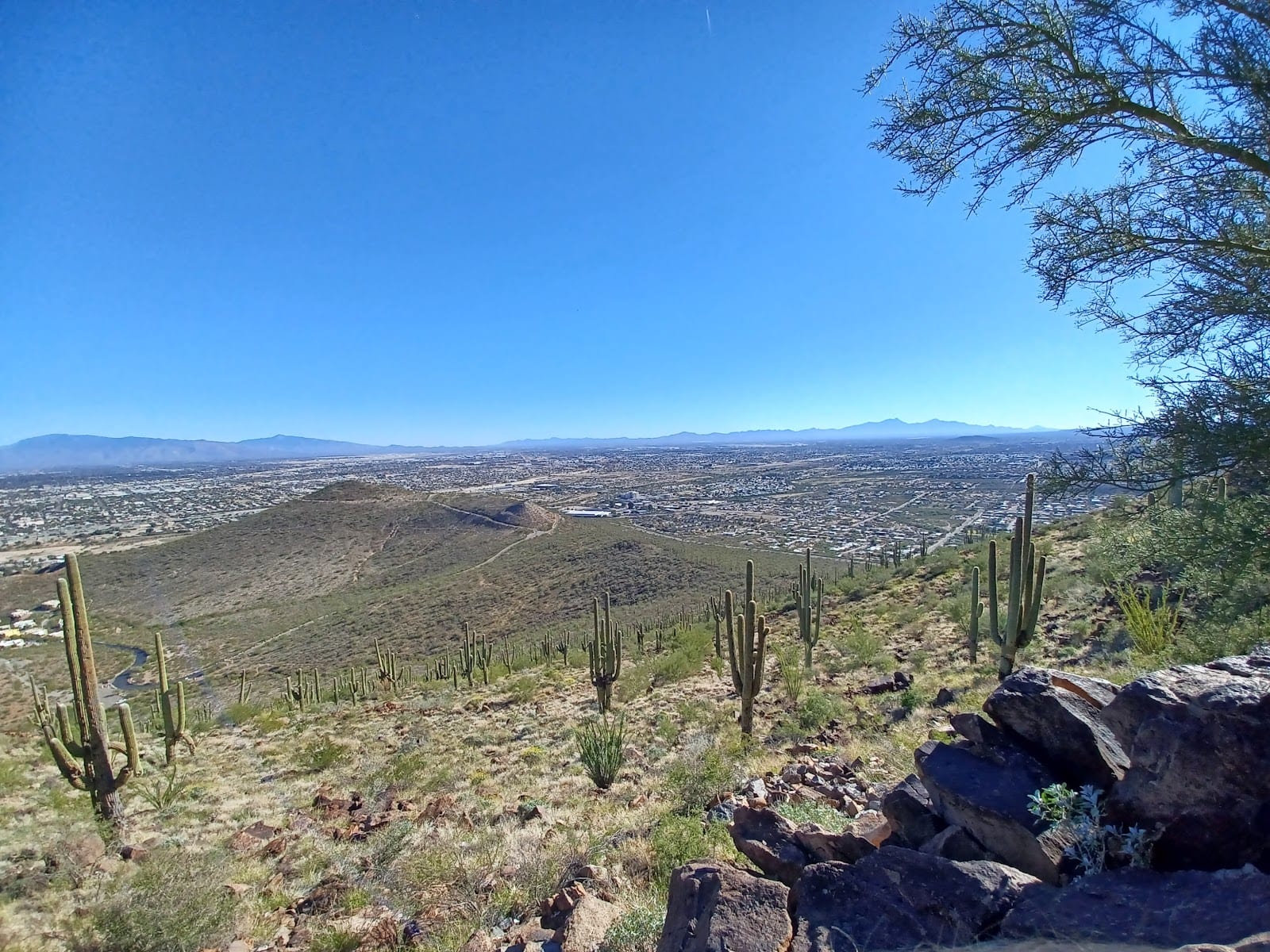 Tumamoc Hilltop