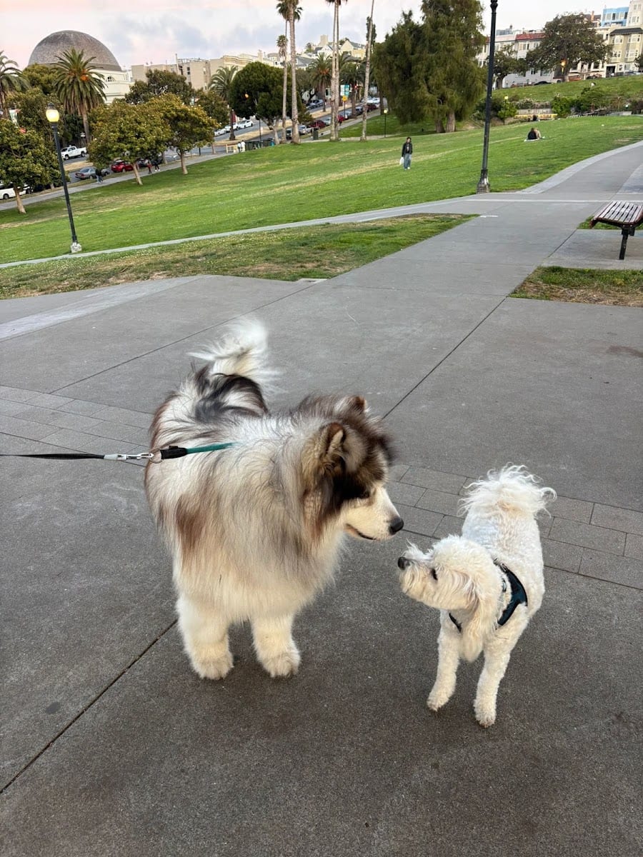 Mission Dolores Dog Play Area South, photo 3