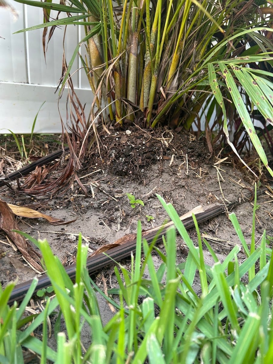 Oasis Landscape & Irrigation, photo 3