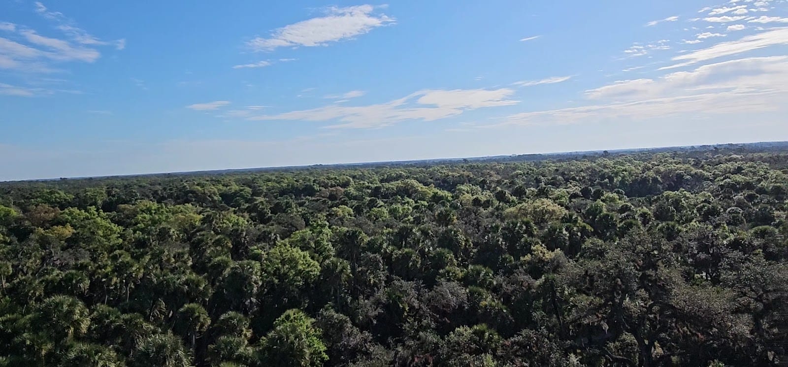 Myakka Canopy Walkway and Observation Tower, photo 2