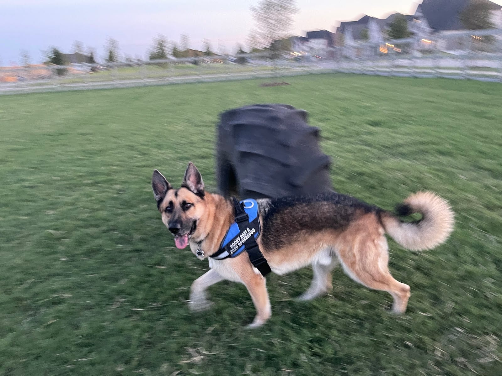 Harvest Bark Park - Big Dogs, photo 2