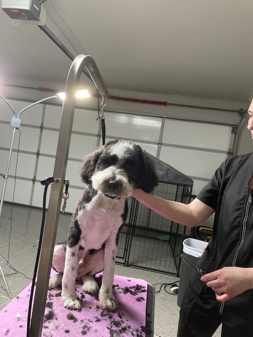 Plush Grooming, photo 4